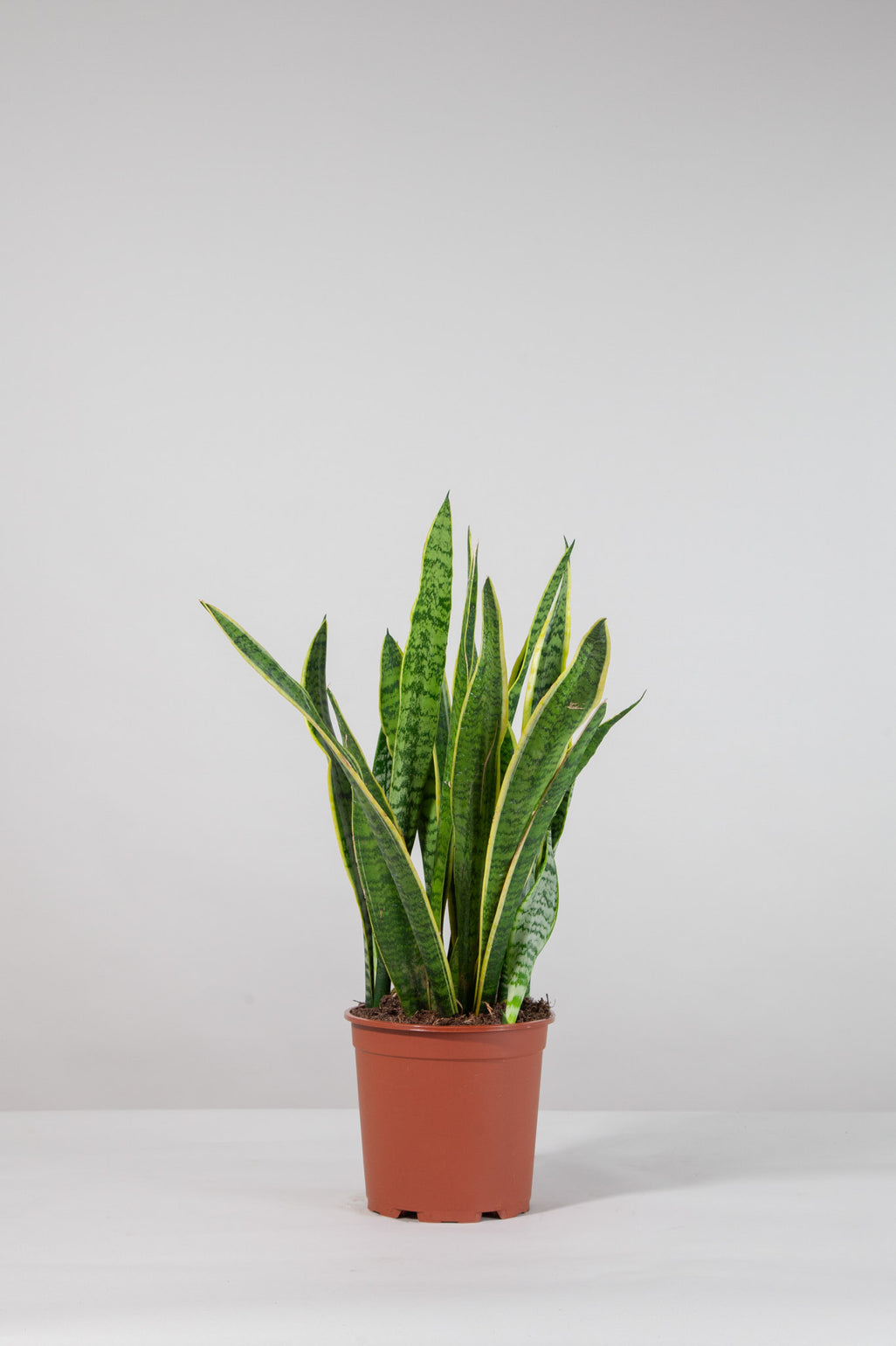 files/IndoorPlants-StudioShots13.11.2023-560.jpg